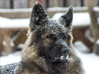 howling winds rocky