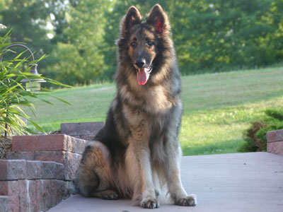 howling winds shiloh